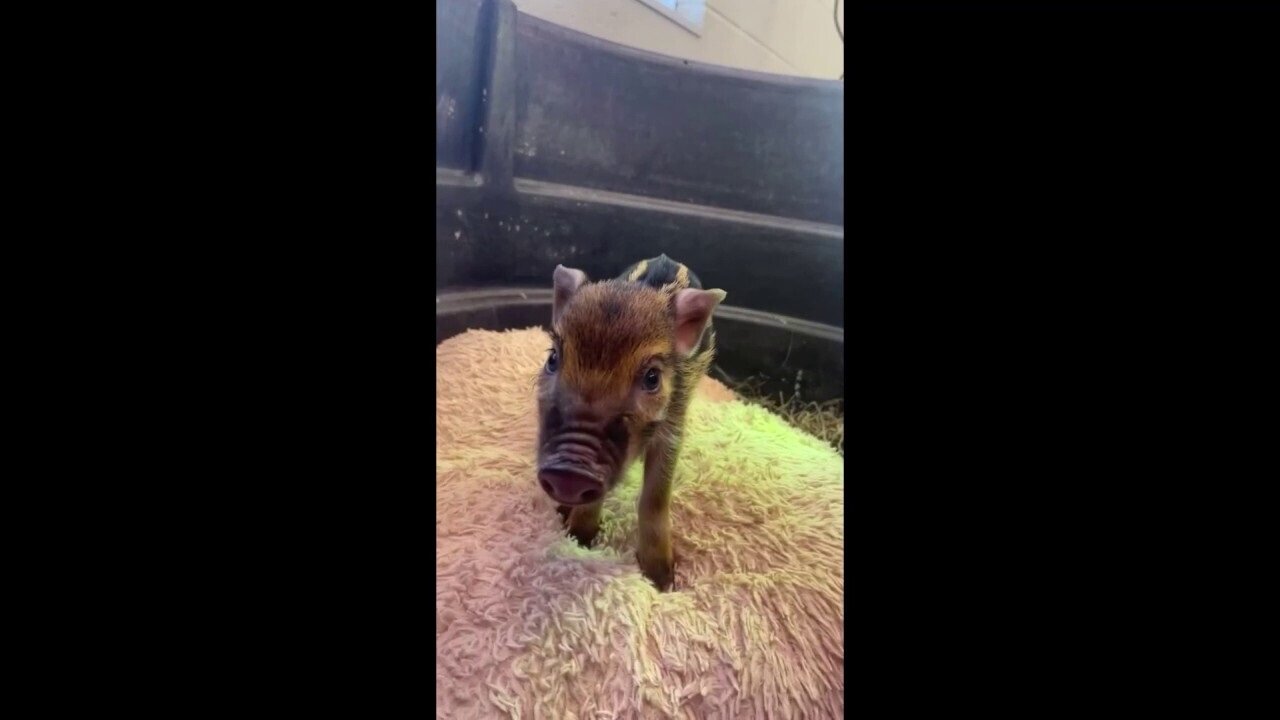 Baby Pig With Adorable Name Joins Local Zoo Crew In Nashville