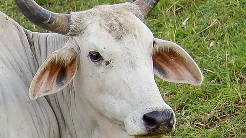 REAL COW VIDEO COW VIDEOS - Cow Video