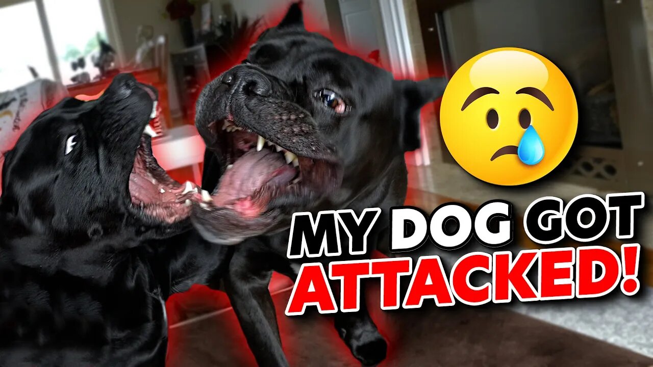 My Dog Was ATTACKED & BIT! #canecorso #dog #animals