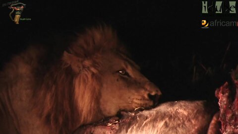 Lions After Catching A Buffalo