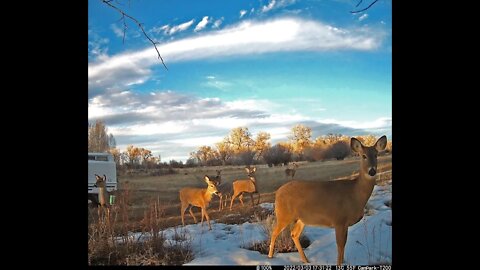 Trail Cam Videos - Colorado