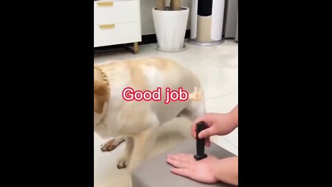 Now try this one...🐕🐾😂😂 #shorts #dog #tiktok