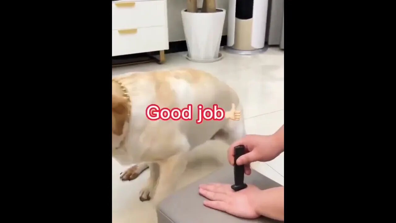 Now try this one...🐕🐾😂😂 #shorts #dog #tiktok