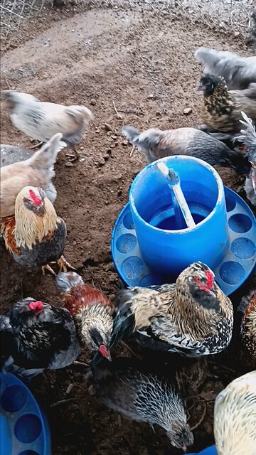 Dems feasting on false Trump news