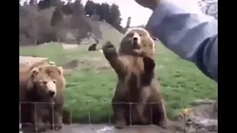 bear - good by my friend