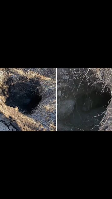 Hunters stumble across bear in its den