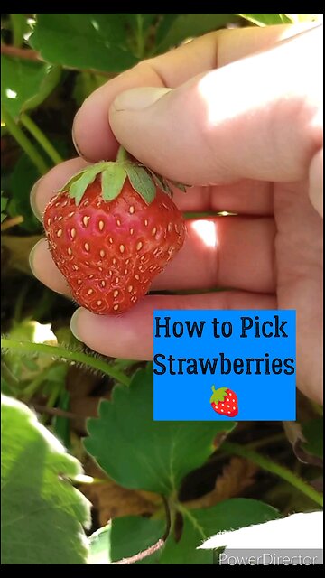 How to Pick Strawberries