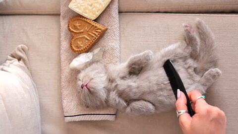 The cat groomer/reveal stress while working 😔 😺