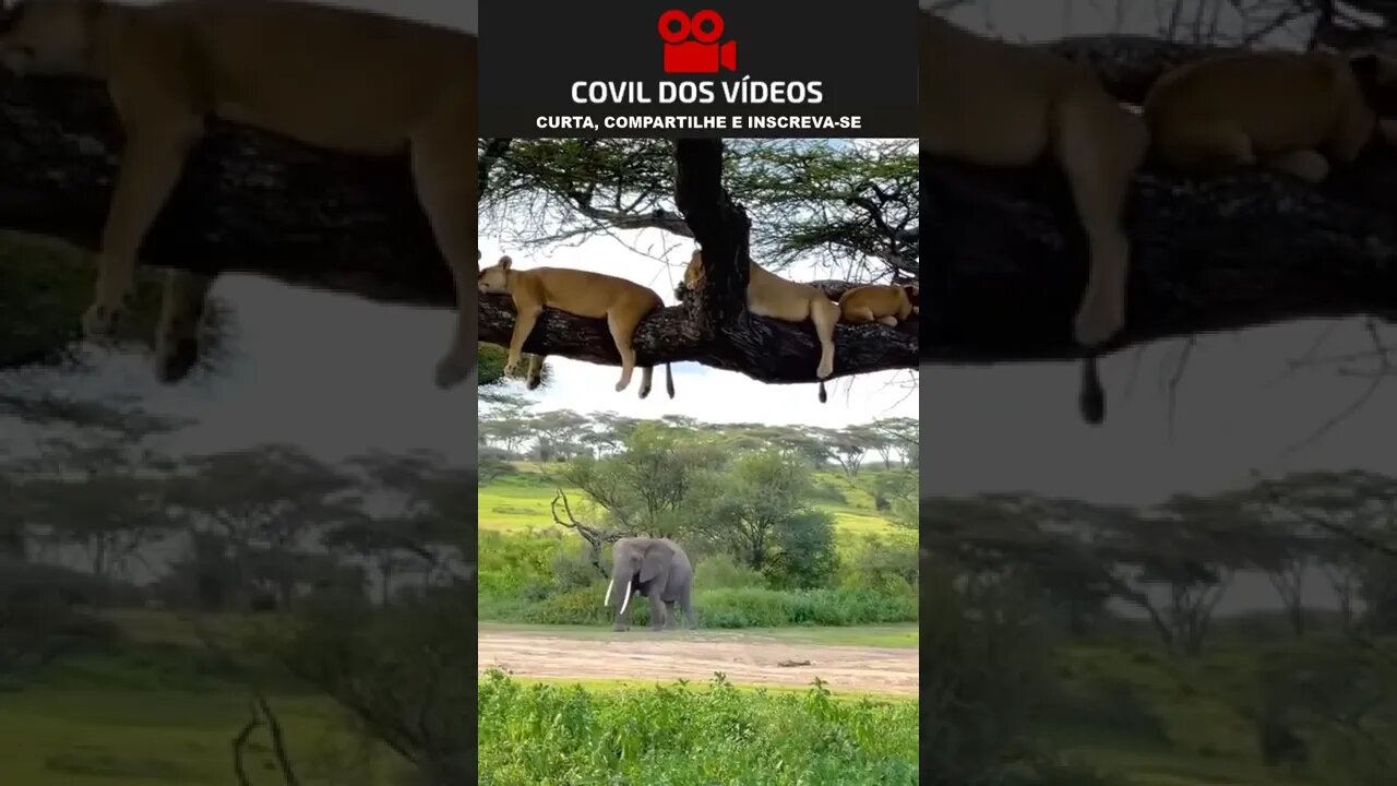 leões tirando uma soneca em cima da arvore