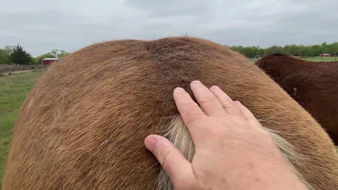 Sneaking Mr. T Food Without Buddy Boy Having A Fit - Feeding Horses Some Hay