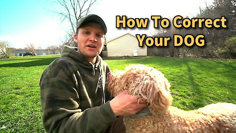 How To Correct Your Dog Safely!