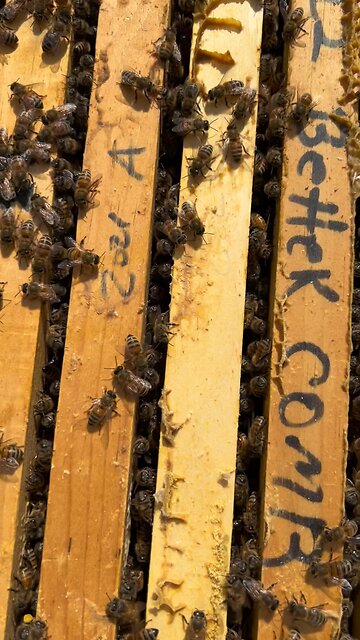 Quick Peek in a Bee Hive 👀🐝