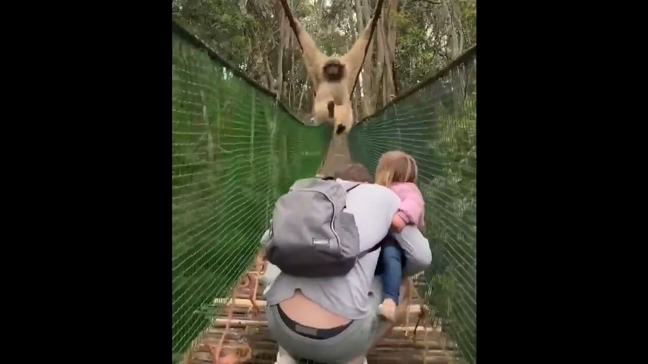 A Gibbon Swinging Over A Family While Crossing A Bridge