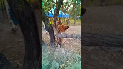 Good morning Chook chook on a log looking around