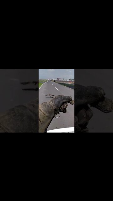 #shorts #2022 funny,prank,funjokes,dad jokes,funny memes,funny video,fun,laughing,funny animal,knock