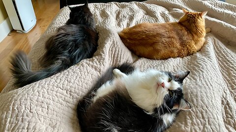 Rain Day Bed Cats