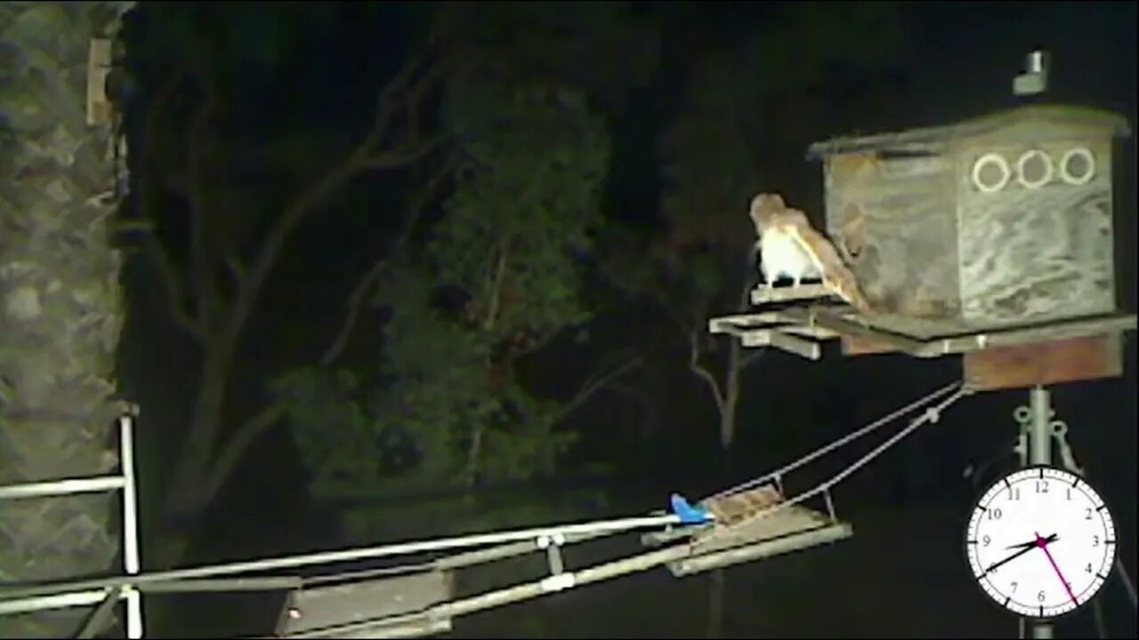 Who is the owl that slammed into Ivy? He had food in his beak too!5-18-22