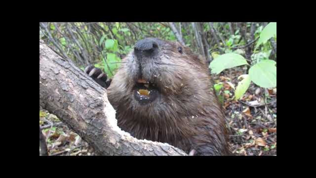 Close up footage : See how beavers chews through tree limb it!