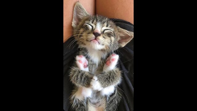 Cute kittens playing