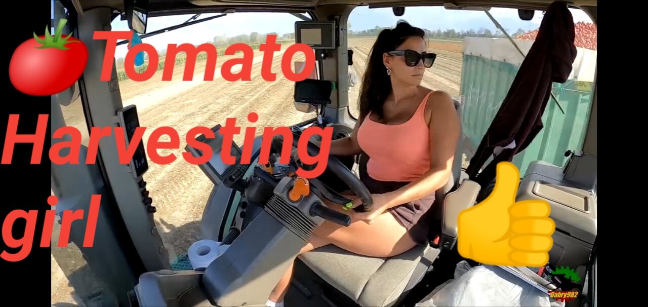 Scroochi Team||🍅Tomato Harvesting girl