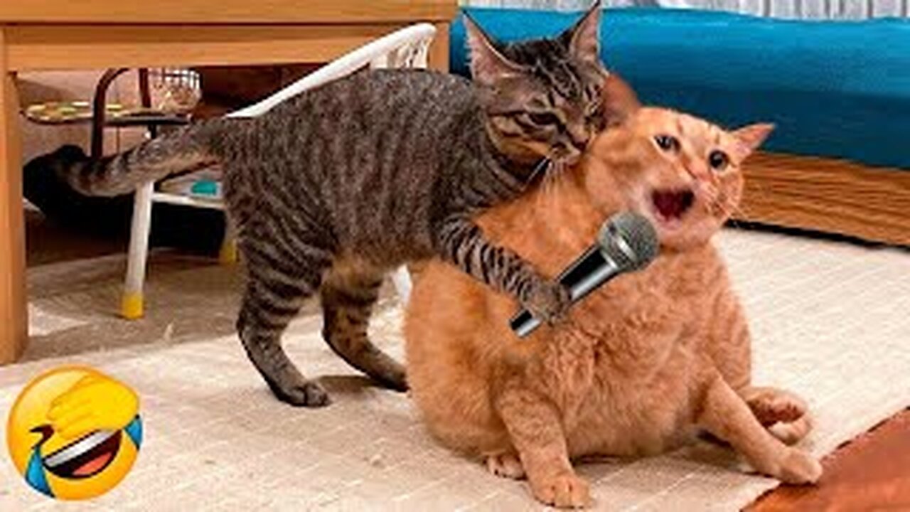 New Funny Animals 😂 Funniest Cats and Dogs Videos 😺🐶