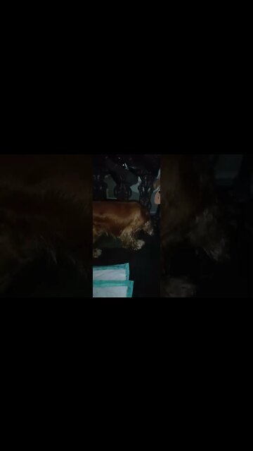 #dogshow , #animals , #dogs , #shorts