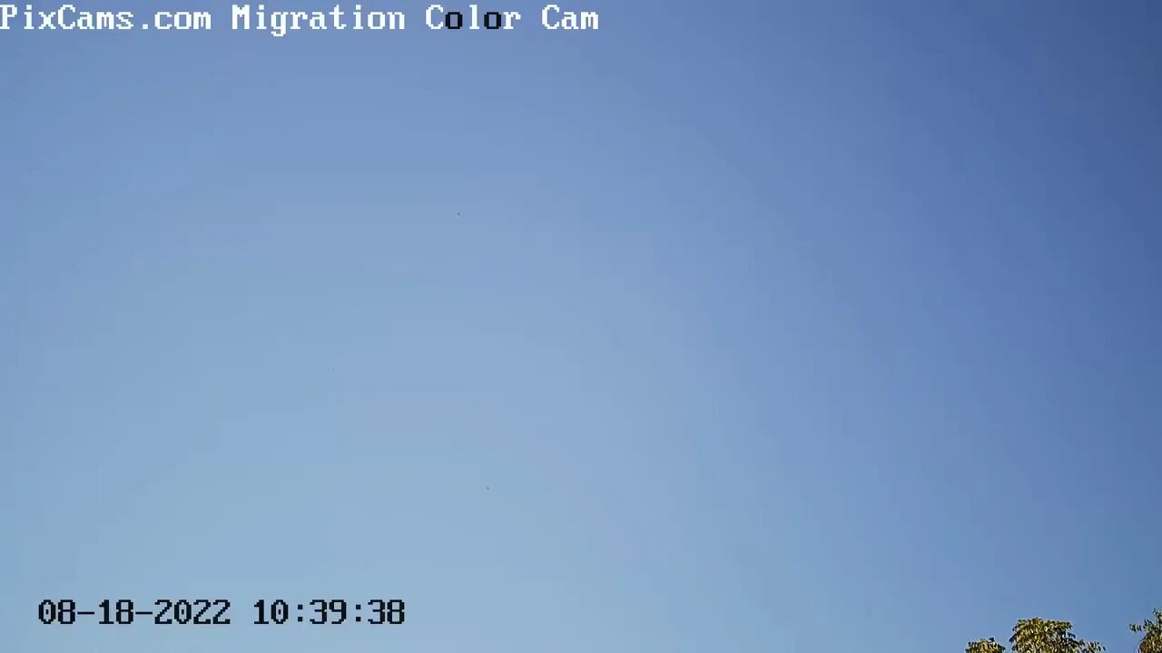 Birds caught riding a thermal on the Migration Optical cam 8/18/2022