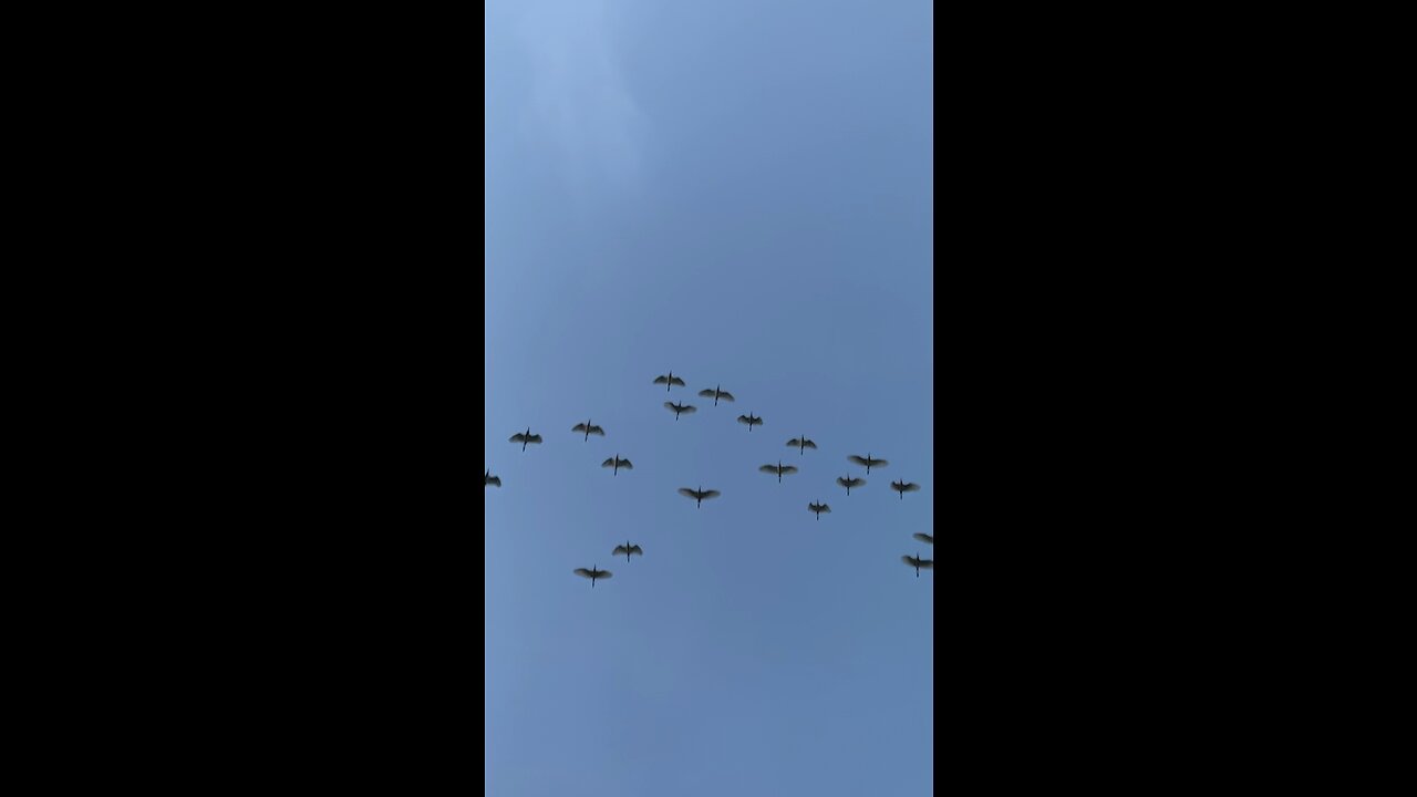 Flying birds