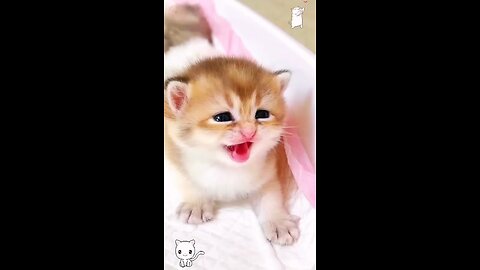 Cute cat meowing to attactive cat😻😻🐈