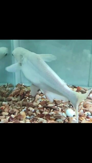 Aquarium | fishtank | Shark | Indian catfish