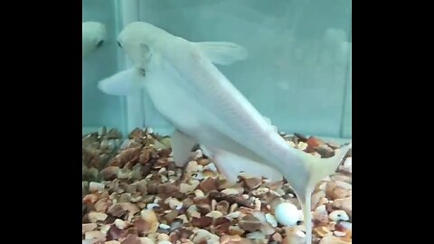 Aquarium | fishtank | Shark | Indian catfish