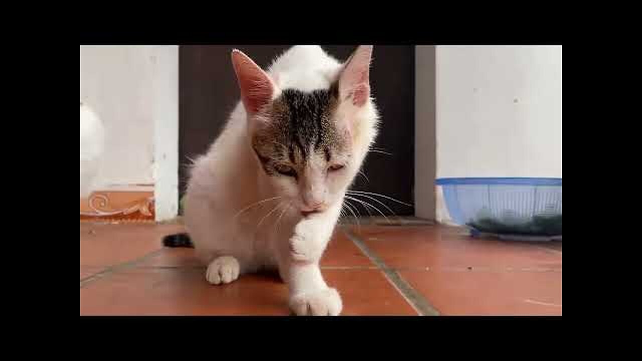 Cute Kittens - Funny and Cute Cat Videos Compilation 2023
