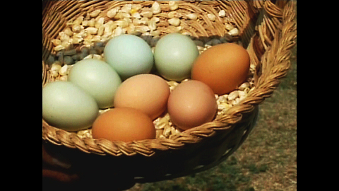 Chicken Lays Green Eggs