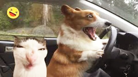 Funny Dogs And Cats Videos 2024 😅 - Best Funniest Animal Videos #rumble