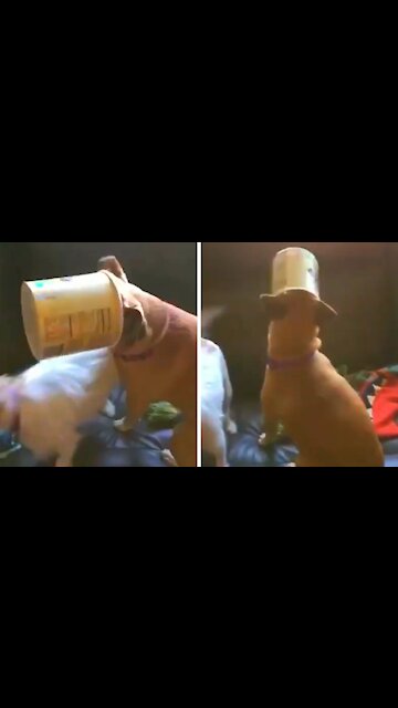 Hilarious video shows dog getting his head stuck in a bucket and unable to get out