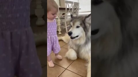 Baby & Big Alaskan Malamute 🐕#Shorts