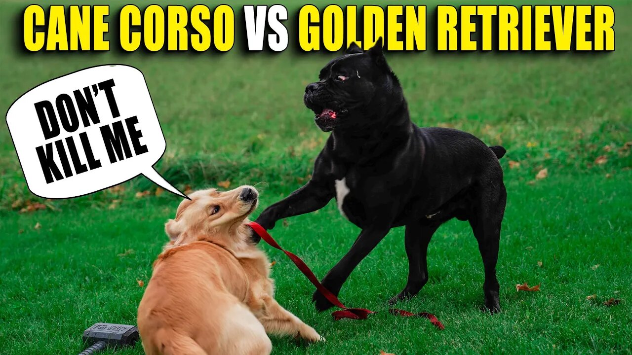 ANGERED Cane Corso CORRECTS Misbehaving Golden Retriever