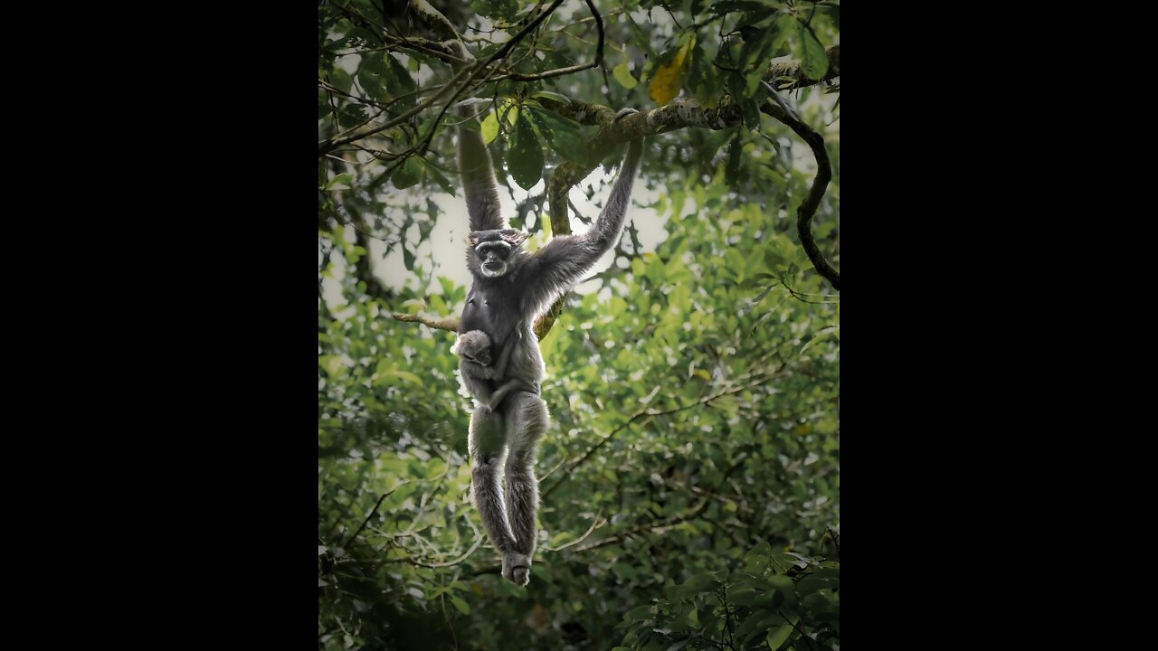 Javan gibbon jumping