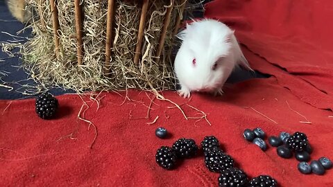 Baby Guinea pig trying blueberries for the first time