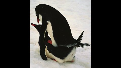 Penguins Having Sex In Front Of Everyone