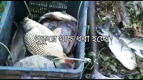 পুকুরে মাছ ধরা হচ্ছে। Pond Fishing.