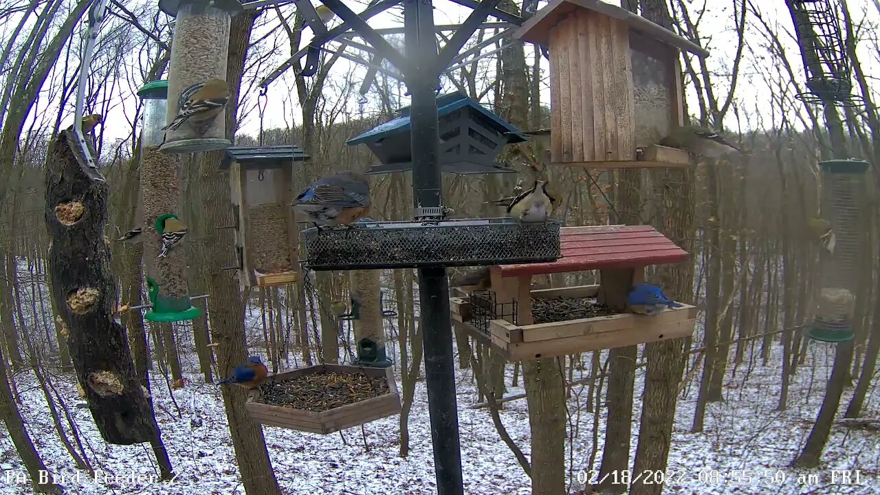 Bluebirds, Cardinal, Goldfinches