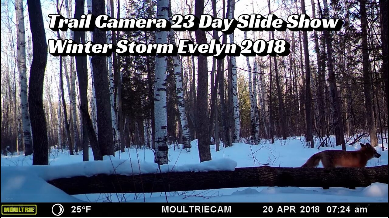 Trail Camera 23 Day Slide Show Winter Storm Evelyn 2018