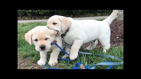 Funniest & Cutest Labrador Puppies #2 - Funny Puppy Videos 2022