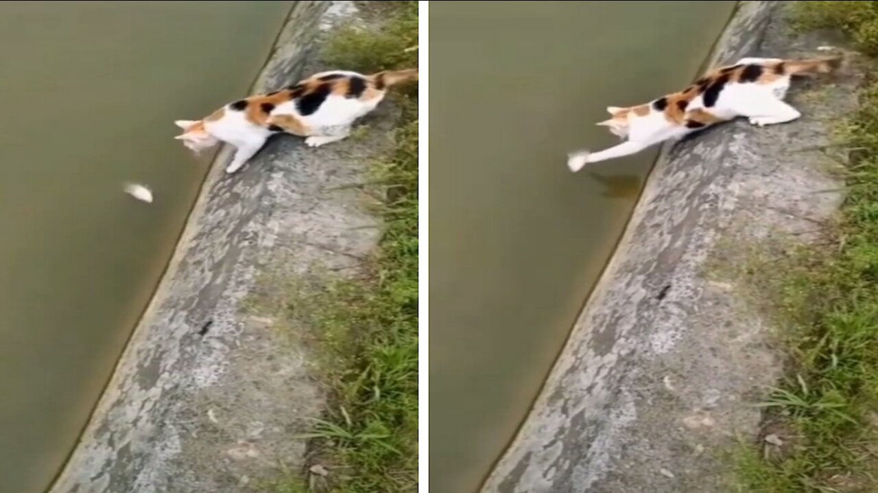 Smart Cat Trying to Fishing - Funny Videos Compilation