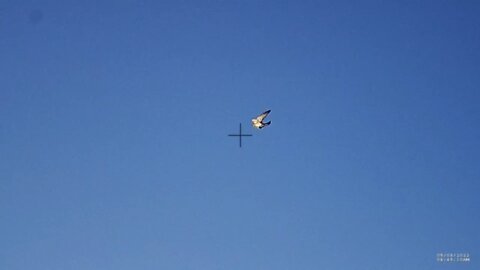 ShotKam pigeon