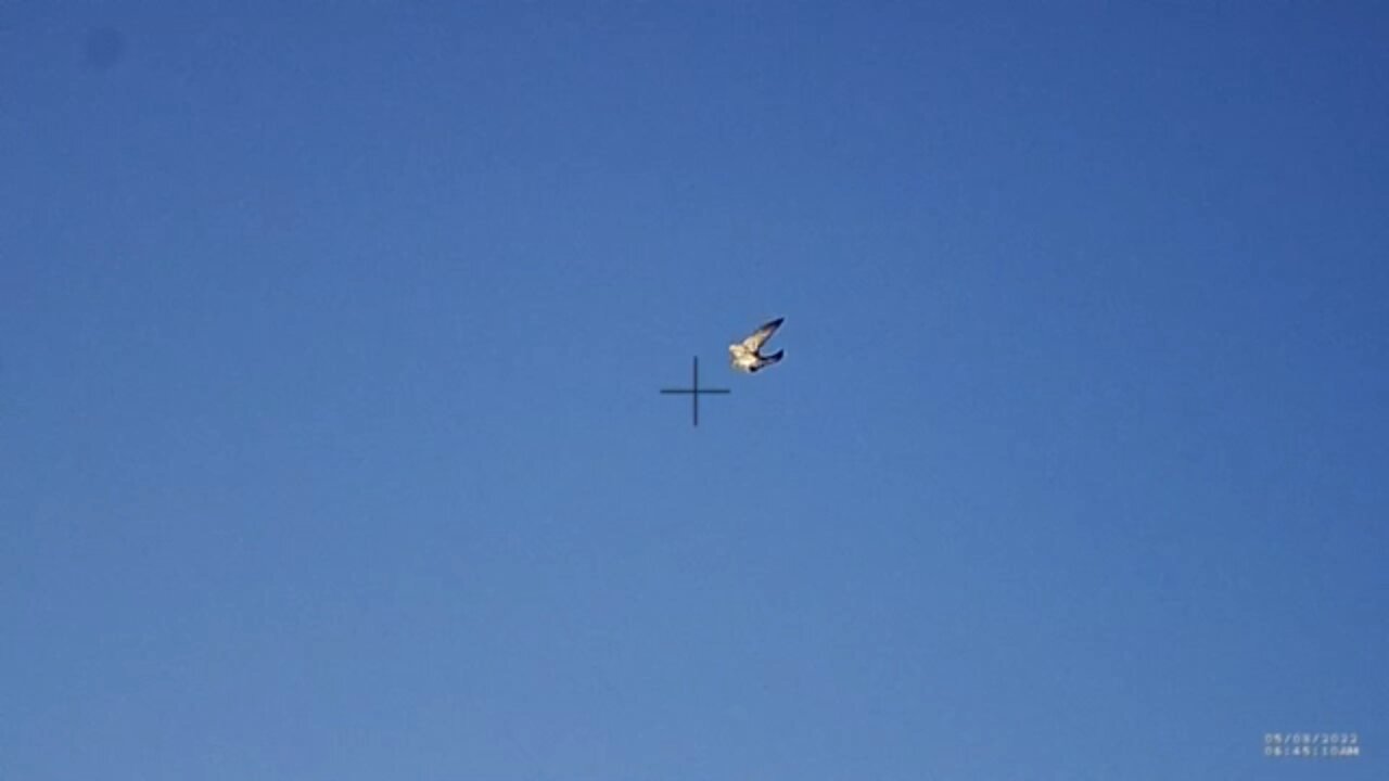 ShotKam pigeon