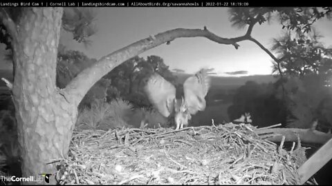 Dad, Mom and Egg Make Three 🦉 1/22/22 18:19