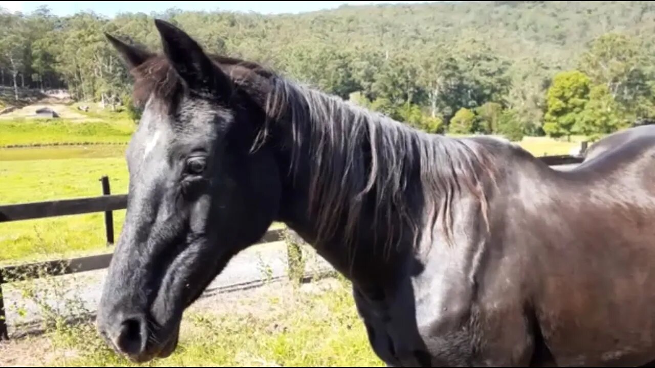 A look at Penny, doing well as we head into winter - her paddock mate , Angel, was leaving