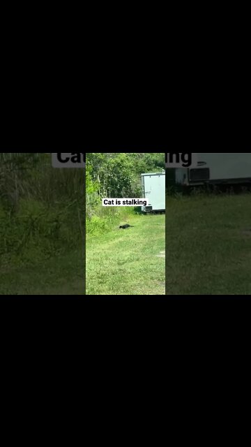 The Campground Cat Stalks Its Prey